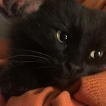 Thumbnail photo of Black Kitty #2