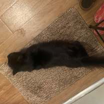 Thumbnail photo of Black Kitty #3