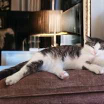 Thumbnail photo of Tinkerbell #2