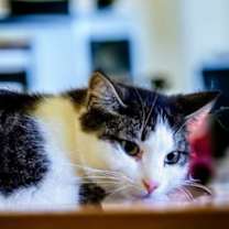 Thumbnail photo of Tinkerbell #3