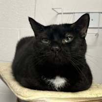 Thumbnail photo of Blackie #2