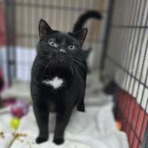 Thumbnail photo of Blackie #3