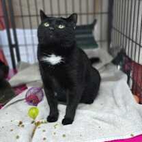 Thumbnail photo of Blackie #4