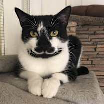 Thumbnail photo of Licorice #1