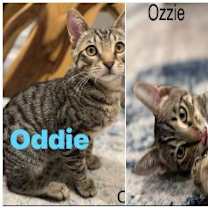 Thumbnail photo of Oddie and Ozzie #2