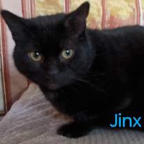 Thumbnail photo of Jinx sweet needs a home #1