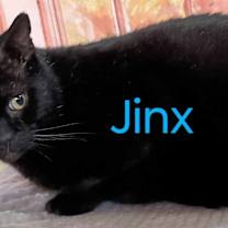 Thumbnail photo of Jinx sweet needs a home #4