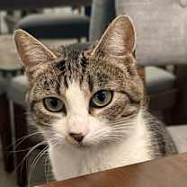 Thumbnail photo of Millie #3