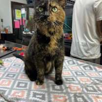 adopt-pet