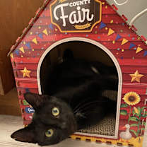 adopt-pet