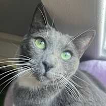 Thumbnail photo of Bing Bong #1