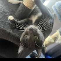 Thumbnail photo of Bing Bong #2