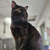 Thumbnail photo of Noa #1