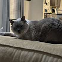 Thumbnail photo of Roux #2