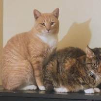 Thumbnail photo of Zuzu & George *Bonded Pair* #1