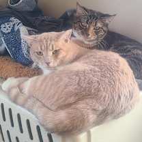 Thumbnail photo of Zuzu & George *Bonded Pair* #2