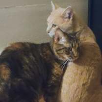 Thumbnail photo of Zuzu & George *Bonded Pair* #3