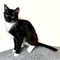 Thumbnail photo of Led #1