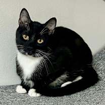 Thumbnail photo of Led #2