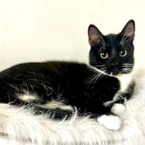 Thumbnail photo of Led #3