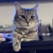 Thumbnail photo of Cinderella #2