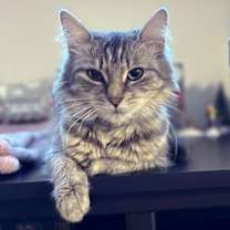 Thumbnail photo of Cinderella #4