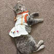 Thumbnail photo of Cinderella #3