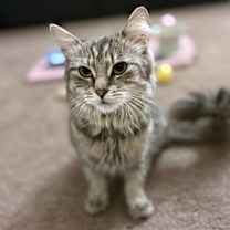 Thumbnail photo of Cinderella #1