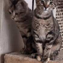 Thumbnail photo of Milly #1