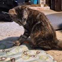 Thumbnail photo of Milly #2