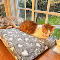 Thumbnail photo of Pumpkin #4