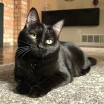 Thumbnail photo of Lucy Goose 7536 #1