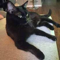 Thumbnail photo of Lucy Goose 7536 #2