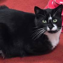 Thumbnail photo of Domino #2