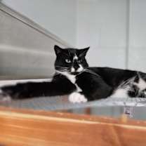 Thumbnail photo of Domino #3