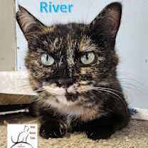 Thumbnail photo of River #3