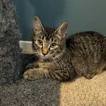 Thumbnail photo of Coco (with Lola) #2