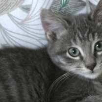Thumbnail photo of Rollo #1