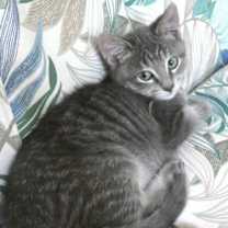 Thumbnail photo of Rollo #2