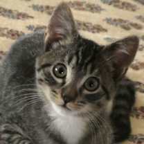 Thumbnail photo of Mister Jay #1