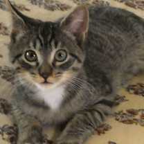 Thumbnail photo of Mister Jay #2