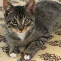 Thumbnail photo of Mister Jay #3