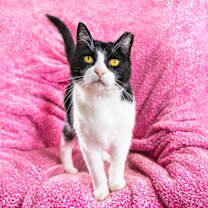 Thumbnail photo of Sweet Rebecca #1