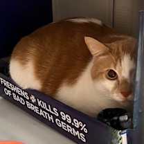 Thumbnail photo of Moki #3