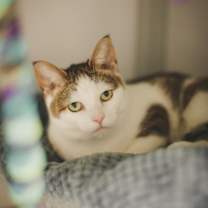 Thumbnail photo of Angelica #3