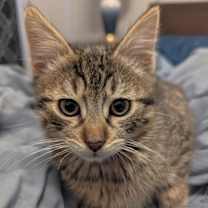 Thumbnail photo of Oliver #1