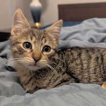 Thumbnail photo of Oliver #2