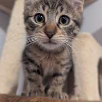 Thumbnail photo of Oliver #3
