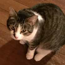 Thumbnail photo of Momma T #2