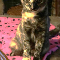 Thumbnail photo of Kezea #1